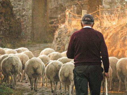 Αχαΐα: Κίνδυνος κατασχέσεων σε πληγέντες Κτηνοτρόφους από ευλογιά αιγοπροβάτων - «Πάγωμα» αποζημιώσεων