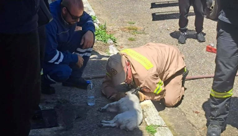 Ζαχάρω: Πυροσβέστες έσωσαν από φωτιά ηλικιωμένη και σκύλο ΦΩΤΟ 29 Ζαχάρω: Πυροσβέστες έσωσαν από φωτιά ηλικιωμένη και σκύλο ΦΩΤΟ