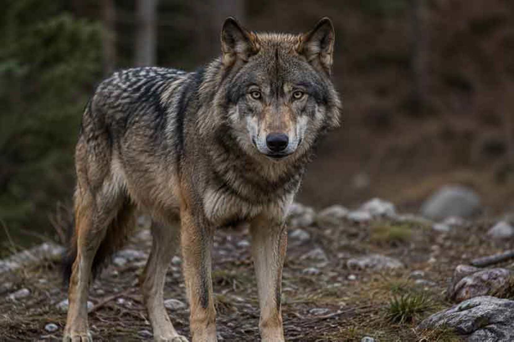 Φωκίδα: Πώς σώθηκε γυναίκα από επίθεση λύκου - «Πάλευα 10 λεπτά» ΒΙΝΤΕΟ