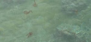 Μαζική εμφάνιση μεδουσών στον Παγασητικό ΒΙΝΤΕΟ