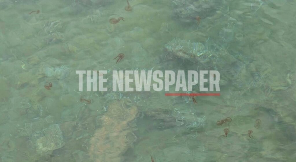 Μαζική εμφάνιση μεδουσών στον Παγασητικό ΒΙΝΤΕΟ 29 Μαζική εμφάνιση μεδουσών στον Παγασητικό ΒΙΝΤΕΟ