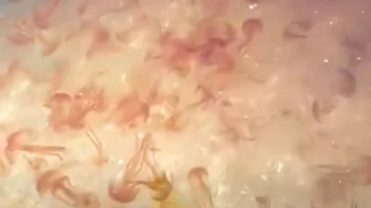 Χαλκίδα