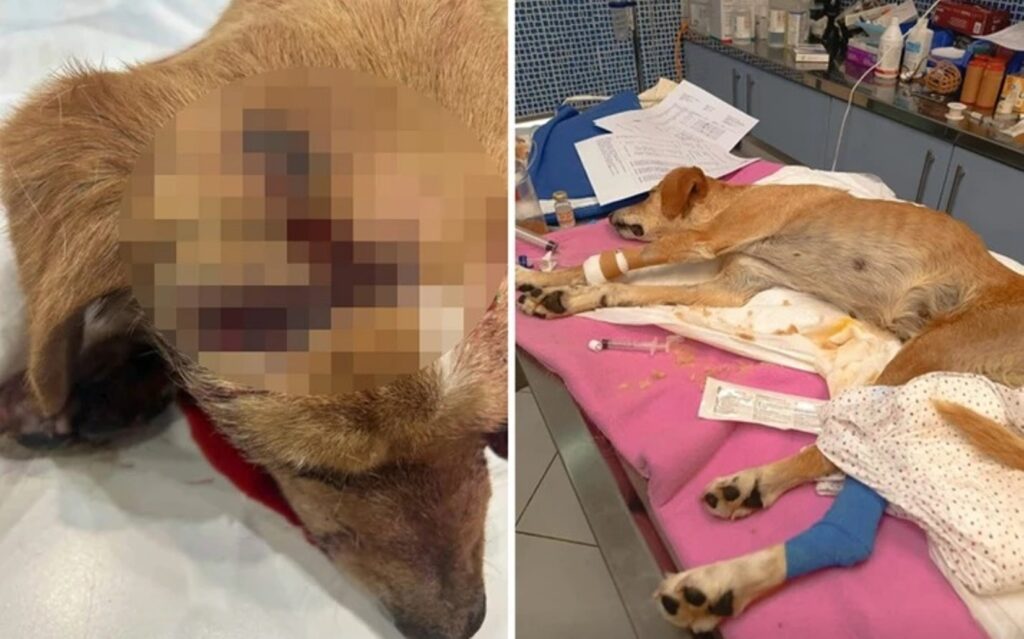 Κακοποίησε σκύλο μέχρι θανάτου - Συνελήφθη γυναίκα! ΦΩΤΟ 29 Κακοποίησε σκύλο μέχρι θανάτου - Συνελήφθη γυναίκα! ΦΩΤΟ
