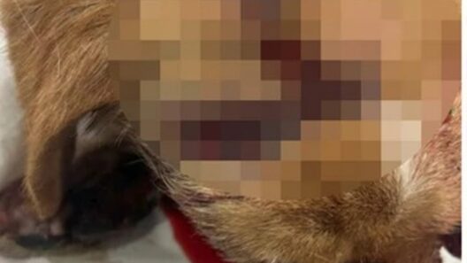 Κακοποίησε σκύλο μέχρι θανάτου - Συνελήφθη γυναίκα! ΦΩΤΟ 38 Κακοποίησε σκύλο μέχρι θανάτου - Συνελήφθη γυναίκα! ΦΩΤΟ