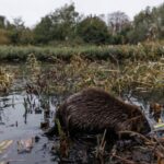 Το θαύμα στο Λονδίνο: 8 ζωάκια έλυσαν το πρόβλημα πλημμυρών που οι μηχανικοί πάλευαν 50 χρόνια!