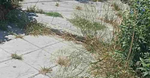 Πάτρα: «Ζούγκλα», φίδια και παρακμή τα Ταμπάχανα, δίπλα σε σχολείο ΦΩΤΟ 33 Πάτρα: «Ζούγκλα», φίδια και παρακμή τα Ταμπάχανα, δίπλα σε σχολείο ΦΩΤΟ