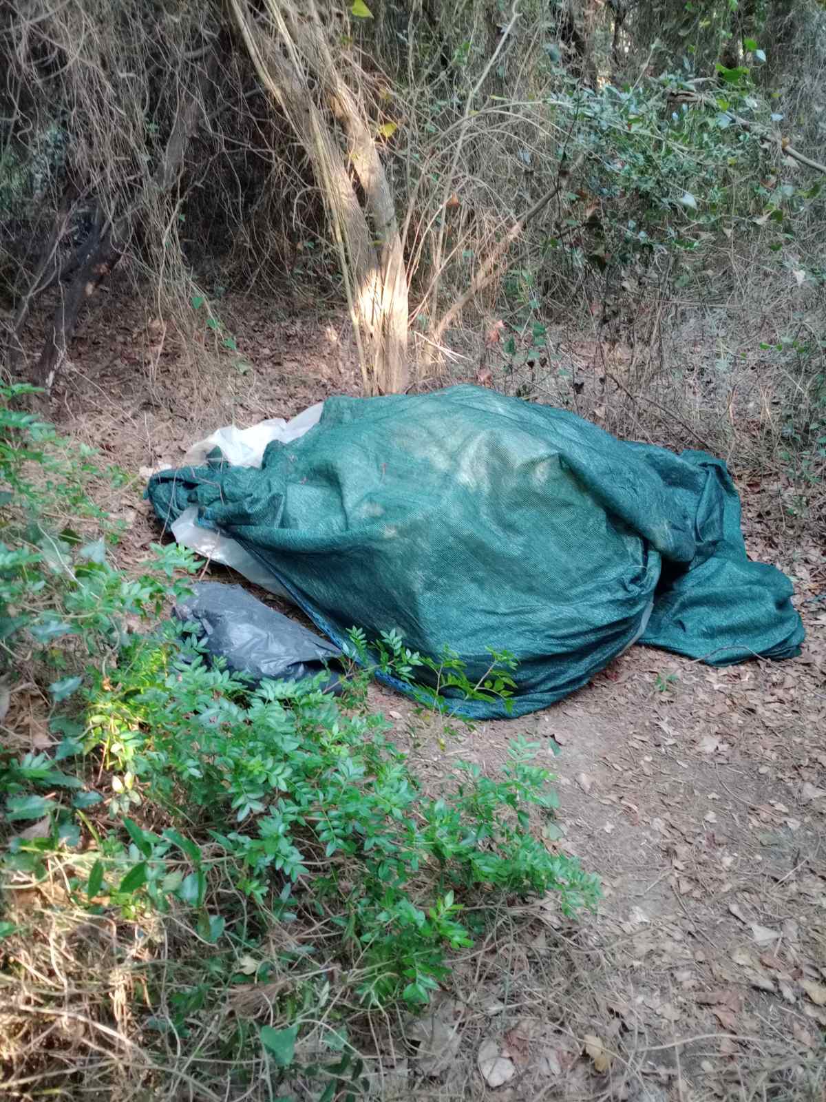Αστυνομική επιχείρηση στην Ηλεία: Ξερίζωσαν φυτεία κάνναβης και συνέλαβαν τέσσερα άτομα ΦΩΤΟ 32 Αστυνομική επιχείρηση στην Ηλεία: Ξερίζωσαν φυτεία κάνναβης και συνέλαβαν τέσσερα άτομα ΦΩΤΟ