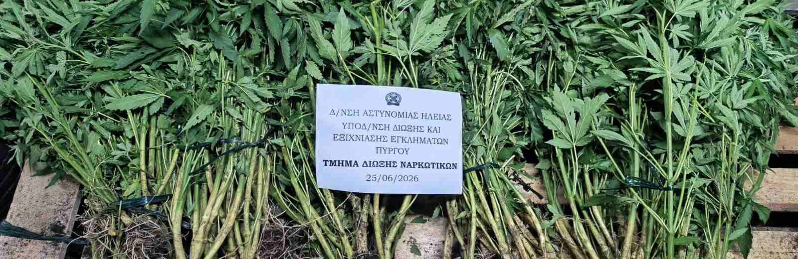 Αστυνομική επιχείρηση στην Ηλεία: Ξερίζωσαν φυτεία κάνναβης και συνέλαβαν τέσσερα άτομα ΦΩΤΟ