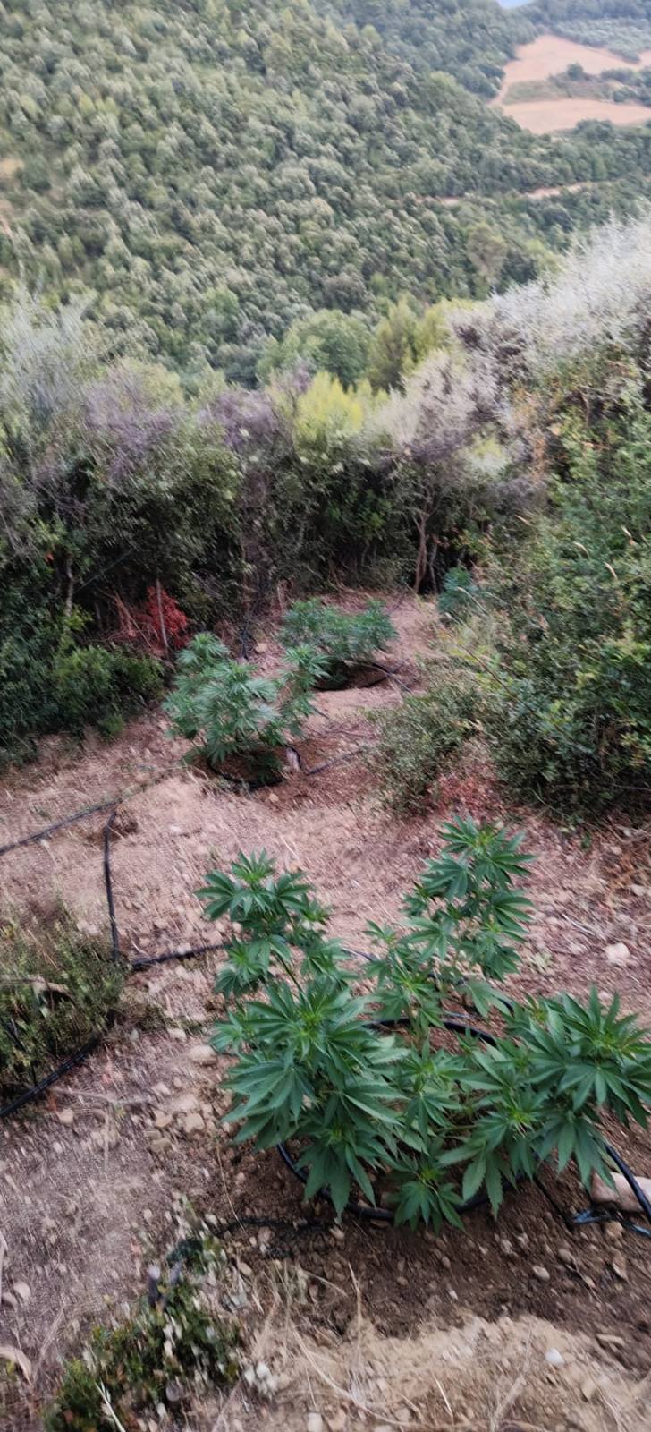 Αστυνομική επιχείρηση στην Ηλεία: Ξερίζωσαν φυτεία κάνναβης και συνέλαβαν τέσσερα άτομα ΦΩΤΟ 33 Αστυνομική επιχείρηση στην Ηλεία: Ξερίζωσαν φυτεία κάνναβης και συνέλαβαν τέσσερα άτομα ΦΩΤΟ