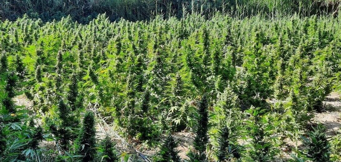 Πάτρα: Εντοπίστηκε χασισοφυτεία με περισσότερα από 1000 δένδρα