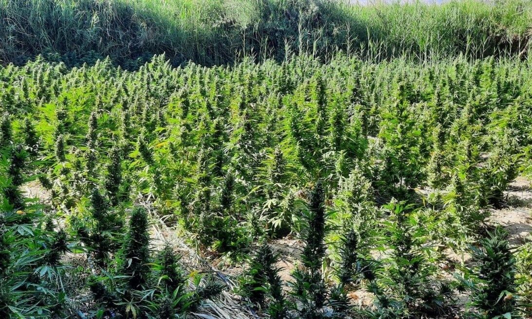 Πάτρα: Εντοπίστηκε χασισοφυτεία με περισσότερα από 1000 δένδρα 4 Πάτρα: Εντοπίστηκε χασισοφυτεία με περισσότερα από 1000 δένδρα