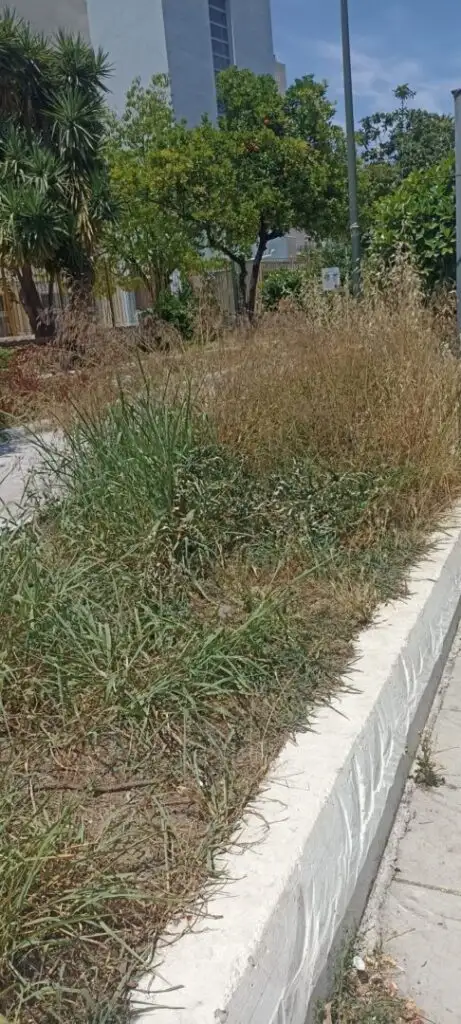 Πάτρα: «Ζούγκλα» με φίδια σε σχολείο στα Ταμπάχανα ΦΩΤΟ