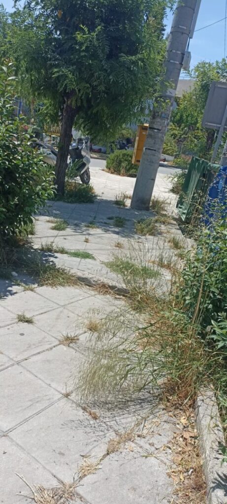 Πάτρα: «Ζούγκλα», φίδια και παρακμή τα Ταμπάχανα, δίπλα σε σχολείο ΦΩΤΟ 34 Πάτρα: «Ζούγκλα», φίδια και παρακμή τα Ταμπάχανα, δίπλα σε σχολείο ΦΩΤΟ