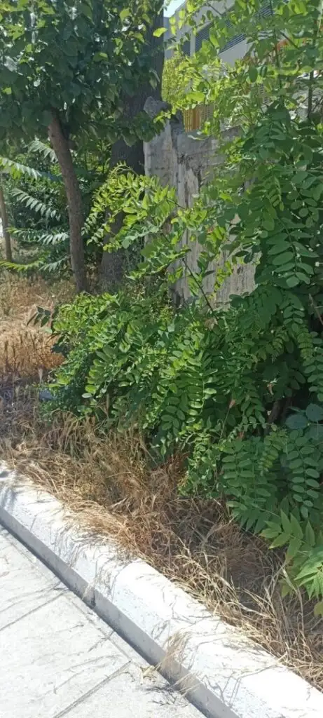 Πάτρα: «Ζούγκλα» με φίδια σε σχολείο στα Ταμπάχανα ΦΩΤΟ