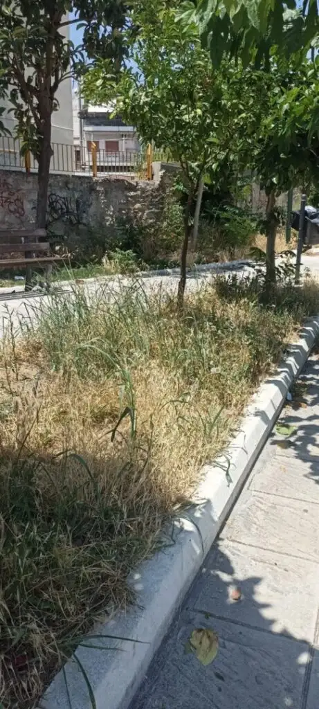 Πάτρα: «Ζούγκλα» με φίδια σε σχολείο στα Ταμπάχανα ΦΩΤΟ