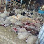Δυτική Αχαΐα: Αθέτηση υπoσχέσεων στους Κτηνοτρόφους, που επλήγησαν από την ευλογιά