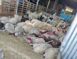 Δυτική Αχαΐα: Αθέτηση υπoσχέσεων στους Κτηνοτρόφους, που επλήγησαν από την ευλογιά 34 Δυτική Αχαΐα: Αθέτηση υπoσχέσεων στους Κτηνοτρόφους, που επλήγησαν από την ευλογιά