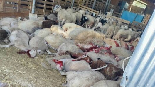 Δυτική Αχαΐα: Αθέτηση υπoσχέσεων στους Κτηνοτρόφους, που επλήγησαν από την ευλογιά 36 Δυτική Αχαΐα: Αθέτηση υπoσχέσεων στους Κτηνοτρόφους, που επλήγησαν από την ευλογιά