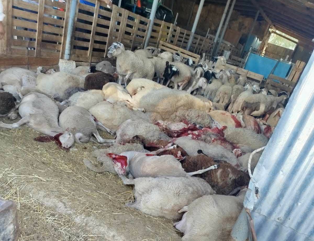 Δυτική Αχαΐα: Αθέτηση υπoσχέσεων στους Κτηνοτρόφους, που επλήγησαν από την ευλογιά 37 Δυτική Αχαΐα: Αθέτηση υπoσχέσεων στους Κτηνοτρόφους, που επλήγησαν από την ευλογιά
