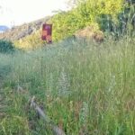 Αχαΐα: Χορτάριασε ο Οδοντωτός από το «λουκέτο» - Χωρίς πλάνο επανεκκίνησης και χρονοδιάγραμμα η Κυβέρνηση ΦΩΤΟ