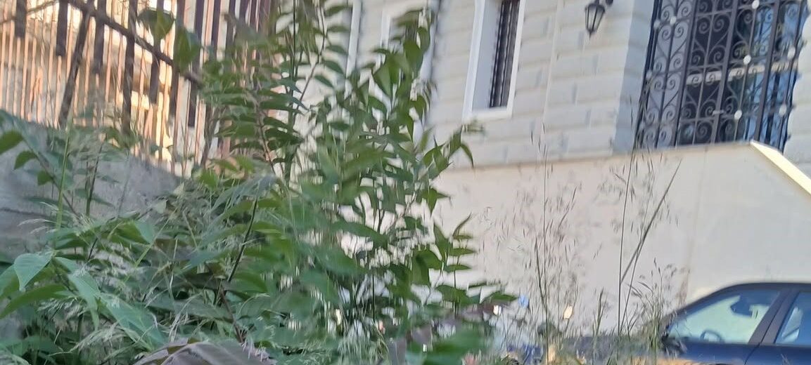 Αίγιο: Απέραντη «ζούγκλα» σε επικίνδυνα περάσματα πεζών ΦΩΤΟ