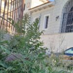 Αίγιο: Απέραντη «ζούγκλα» σε επικίνδυνα περάσματα πεζών ΦΩΤΟ