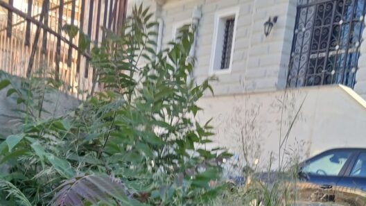Αίγιο: Απέραντη «ζούγκλα» σε επικίνδυνα περάσματα πεζών ΦΩΤΟ 40 Αίγιο: Απέραντη «ζούγκλα» σε επικίνδυνα περάσματα πεζών ΦΩΤΟ