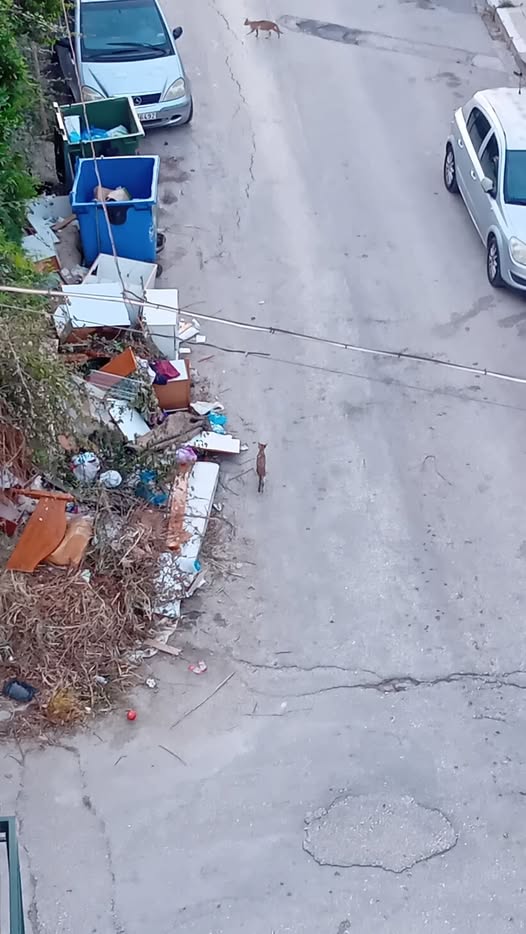 Πάτρα: Στα «αζήτητα» του δημοτικού «Sense.City» τα αιτήματα κατοίκων για τα σκουπίδια ΦΩΤΟ 29 Πάτρα: Στα «αζήτητα» του δημοτικού «Sense.City» τα αιτήματα κατοίκων για τα σκουπίδια ΦΩΤΟ
