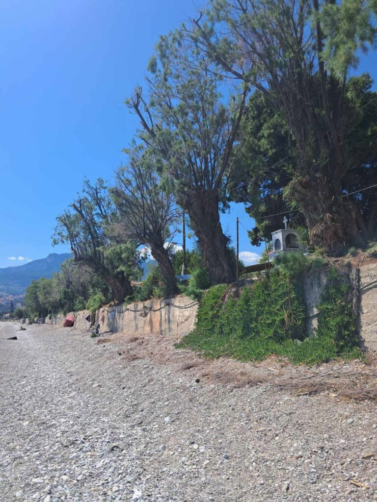 Ακράτα: «Καρατόμησαν» αρμυρίκια στην παραλία και φεύγουν οι παραθεριστές ΦΩΤΟ