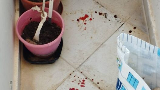 Πάτρα: Τρόμος από περιστέρια σε σπίτια, με κόκκινα περιττώματα σαν αίμα και φόβος για αρρώστιες ΦΩΤΟ