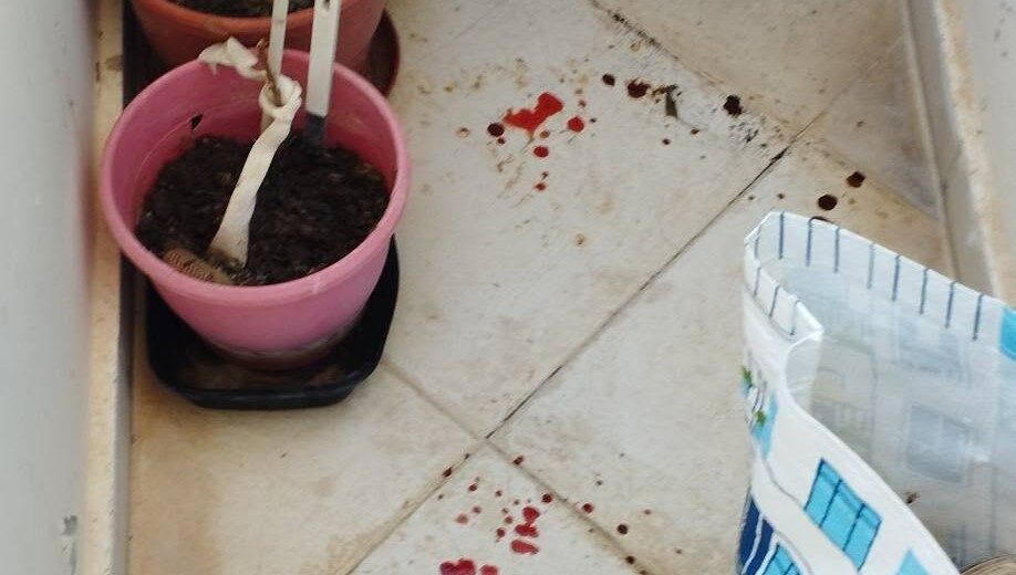 Πάτρα: Τρόμος από περιστέρια σε σπίτια, με κόκκινα περιττώματα σαν αίμα και φόβος για αρρώστιες ΦΩΤΟ