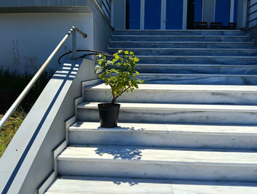 Με λουλούδια, στον σύλλογο, ομόρφυνε η είσοδος στο Μαυρίκι Αιγίου ΦΩΤΟ 32 Με λουλούδια, στον σύλλογο, ομόρφυνε η είσοδος στο Μαυρίκι Αιγίου ΦΩΤΟ