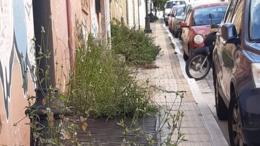 Πάτρα: Πεζοδρόμια «ζούγκλα» από χόρτα, παγίδες για πεζούς ΦΩΤΟ 38 Πάτρα: Πεζοδρόμια «ζούγκλα» από χόρτα, παγίδες για πεζούς ΦΩΤΟ