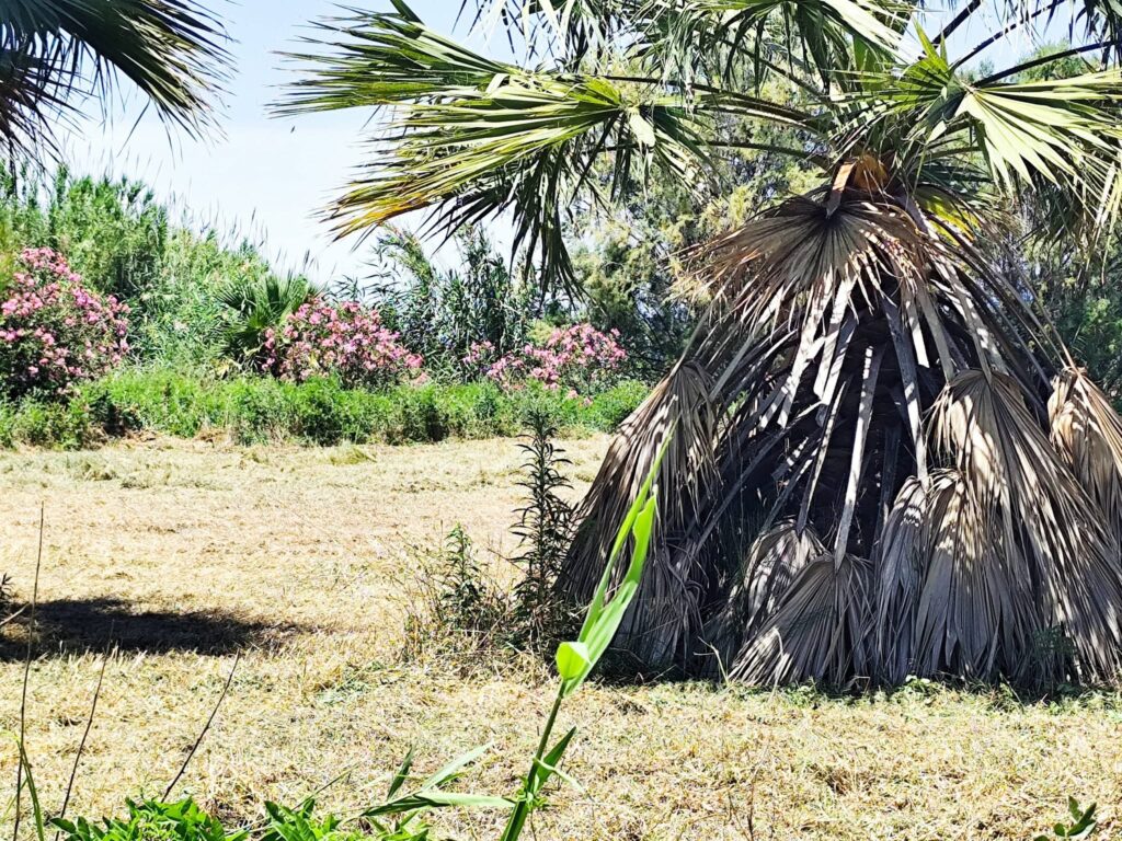 Κάτω Αλισσός: Η «ζούγκλα» που...ξανάγινε παραλιακή πλατεία ΦΩΤΟ 30 Κάτω Αλισσός: Η «ζούγκλα» που...ξανάγινε παραλιακή πλατεία ΦΩΤΟ