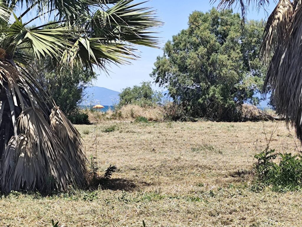 Κάτω Αλισσός: Η «ζούγκλα» που...ξανάγινε παραλιακή πλατεία ΦΩΤΟ 31 Κάτω Αλισσός: Η «ζούγκλα» που...ξανάγινε παραλιακή πλατεία ΦΩΤΟ