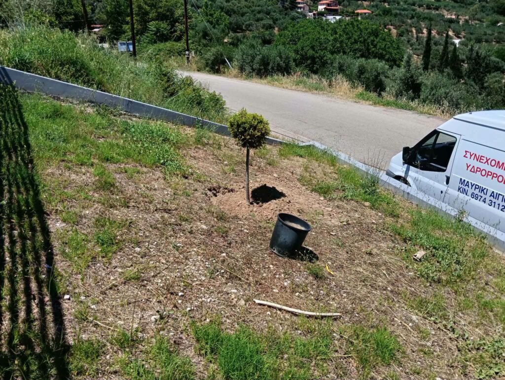 Με λουλούδια, στον σύλλογο, ομόρφυνε η είσοδος στο Μαυρίκι Αιγίου ΦΩΤΟ 31 Με λουλούδια, στον σύλλογο, ομόρφυνε η είσοδος στο Μαυρίκι Αιγίου ΦΩΤΟ