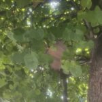 Εγλυκάδα: Στάση και STOP «εξαφανίστηκαν» πίσω από ακλάδευτα δέντρα ΦΩΤΟ