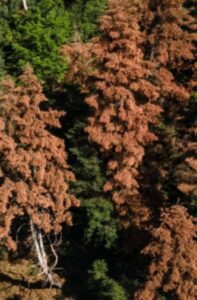 Αχαΐα: «Πυρά» κατά επιστημόνων για την ενοχοποίηση της Κτηνοτροφίας, ως αιτία καταστροφής των Δασών - Επαναστατούν τα Καλάβρυτα 5 Αχαΐα: «Πυρά» κατά επιστημόνων για την ενοχοποίηση της Κτηνοτροφίας, ως αιτία καταστροφής των Δασών - Επαναστατούν τα Καλάβρυτα