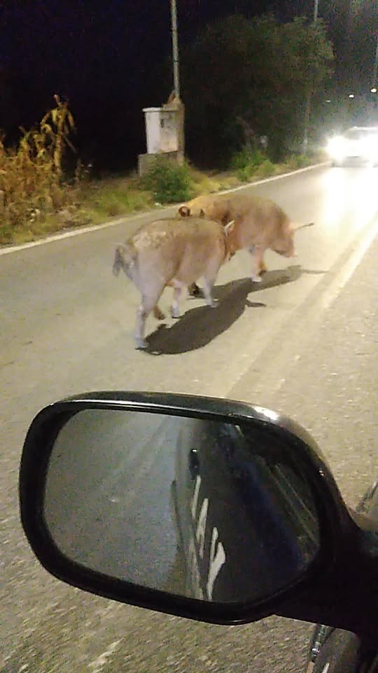 Πατρών-Αθηνών: Γουρούνια κυκλοφορούσαν ανενόχλητα στον δρόμο - Τα «χρειάστηκαν» οι οδηγοί ΒΙΝΤΕΟ- ΦΩΤΟ 29 Πατρών-Αθηνών: Γουρούνια κυκλοφορούσαν ανενόχλητα στον δρόμο - Τα «χρειάστηκαν» οι οδηγοί ΒΙΝΤΕΟ- ΦΩΤΟ