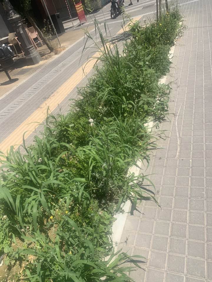 Πάτρα: Αγριόχορτα στην αναπλασμένη Μαιζώνος, αντί για λουλούδια στην «βιτρίνα» της πόλης ΦΩΤΟ 30 Πάτρα: Αγριόχορτα στην αναπλασμένη Μαιζώνος, αντί για λουλούδια στην «βιτρίνα» της πόλης ΦΩΤΟ