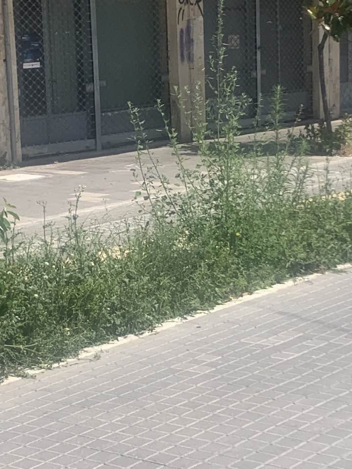 Πάτρα: Αγριόχορτα στην αναπλασμένη Μαιζώνος, αντί για λουλούδια στην «βιτρίνα» της πόλης ΦΩΤΟ 31 Πάτρα: Αγριόχορτα στην αναπλασμένη Μαιζώνος, αντί για λουλούδια στην «βιτρίνα» της πόλης ΦΩΤΟ