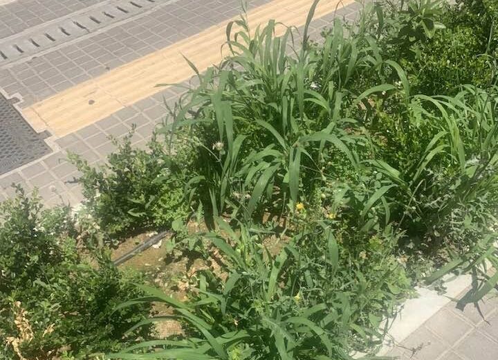 Αγριόχορτα στα παρτέρια της πόλης ΦΩΤΟ
