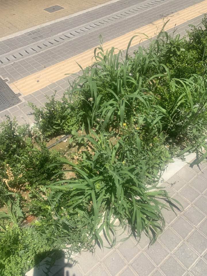 Πάτρα: Αγριόχορτα στην αναπλασμένη Μαιζώνος, αντί για λουλούδια στην «βιτρίνα» της πόλης ΦΩΤΟ 29 Πάτρα: Αγριόχορτα στην αναπλασμένη Μαιζώνος, αντί για λουλούδια στην «βιτρίνα» της πόλης ΦΩΤΟ
