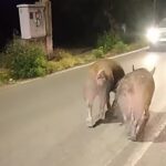 Πατρών-Αθηνών: Γουρούνια κυκλοφορούσαν ανενόχλητα στον δρόμο και τα «χρειάστηκαν» οι οδηγοί ΒΙΝΤΕΟ-ΦΩΤΟ