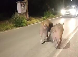 Δύο γουρούνια κυκλοφορούσαν