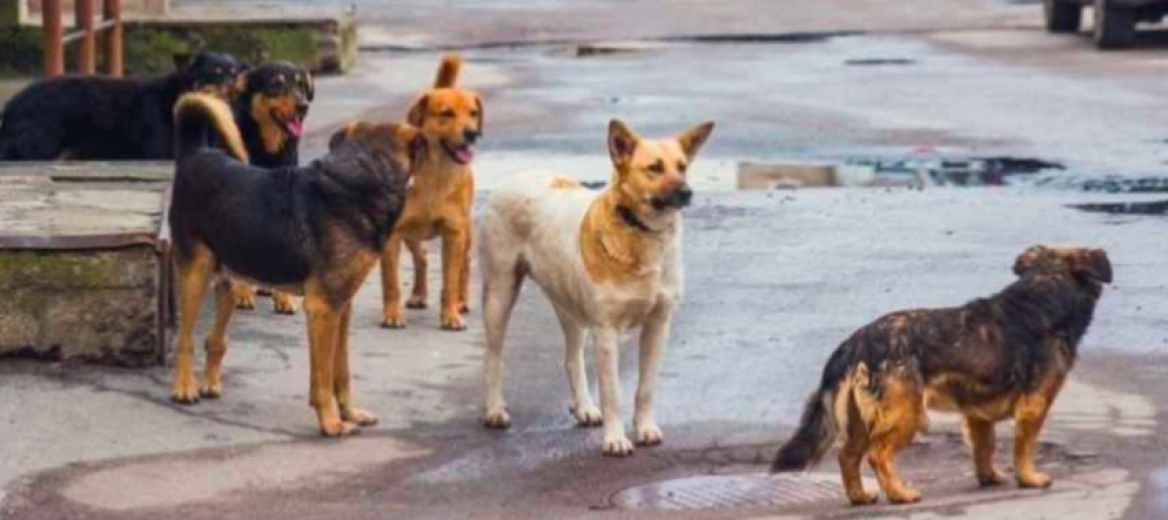 Πάτρα: Νέο σχέδιο για τα αδέσποτα ζώα με έμφαση στις υιοθεσίες και την ευζωία