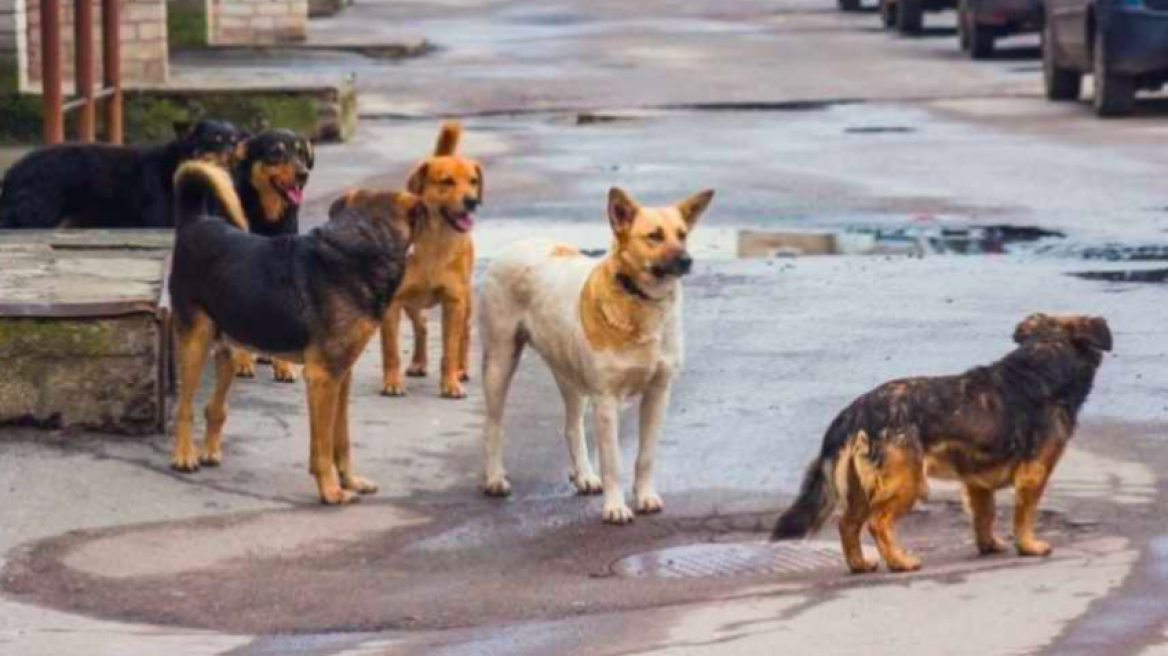 Πάτρα: Νέο σχέδιο για τα αδέσποτα ζώα με έμφαση στις υιοθεσίες και την ευζωία