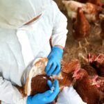 Επιβεβαίωσε το πρώτο της κρούσμα γρίπης των πτηνών η Αυστραλία