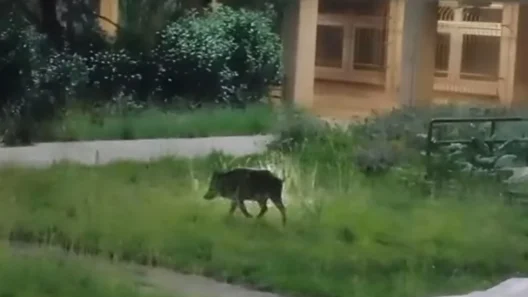 Ρίο: Αγριογούρουνα έκαναν βόλτες στην Πανεπιστημιούπολη ΒΙΝΤΕΟ 38 Ρίο: Αγριογούρουνα έκαναν βόλτες στην Πανεπιστημιούπολη ΒΙΝΤΕΟ