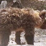 Μακεδονία: Επικηρύχθηκαν οι δολοφόνοι αρκούδων